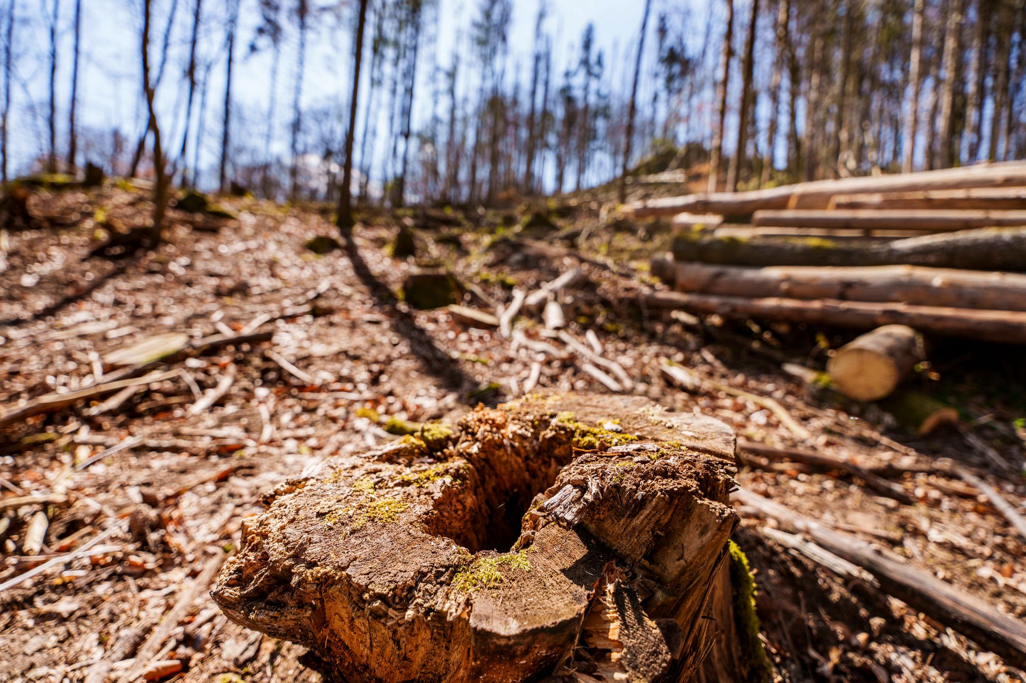 EU-Einigung auf schwächeres Waldschutzgesetz