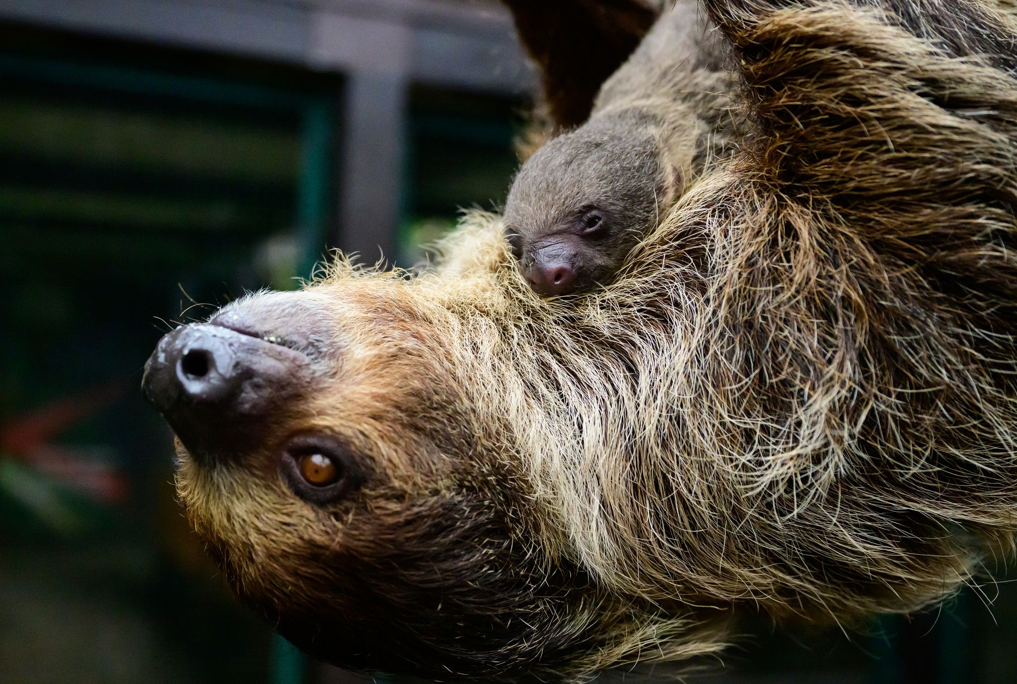 Faultier bringt heimlich Baby zur Welt