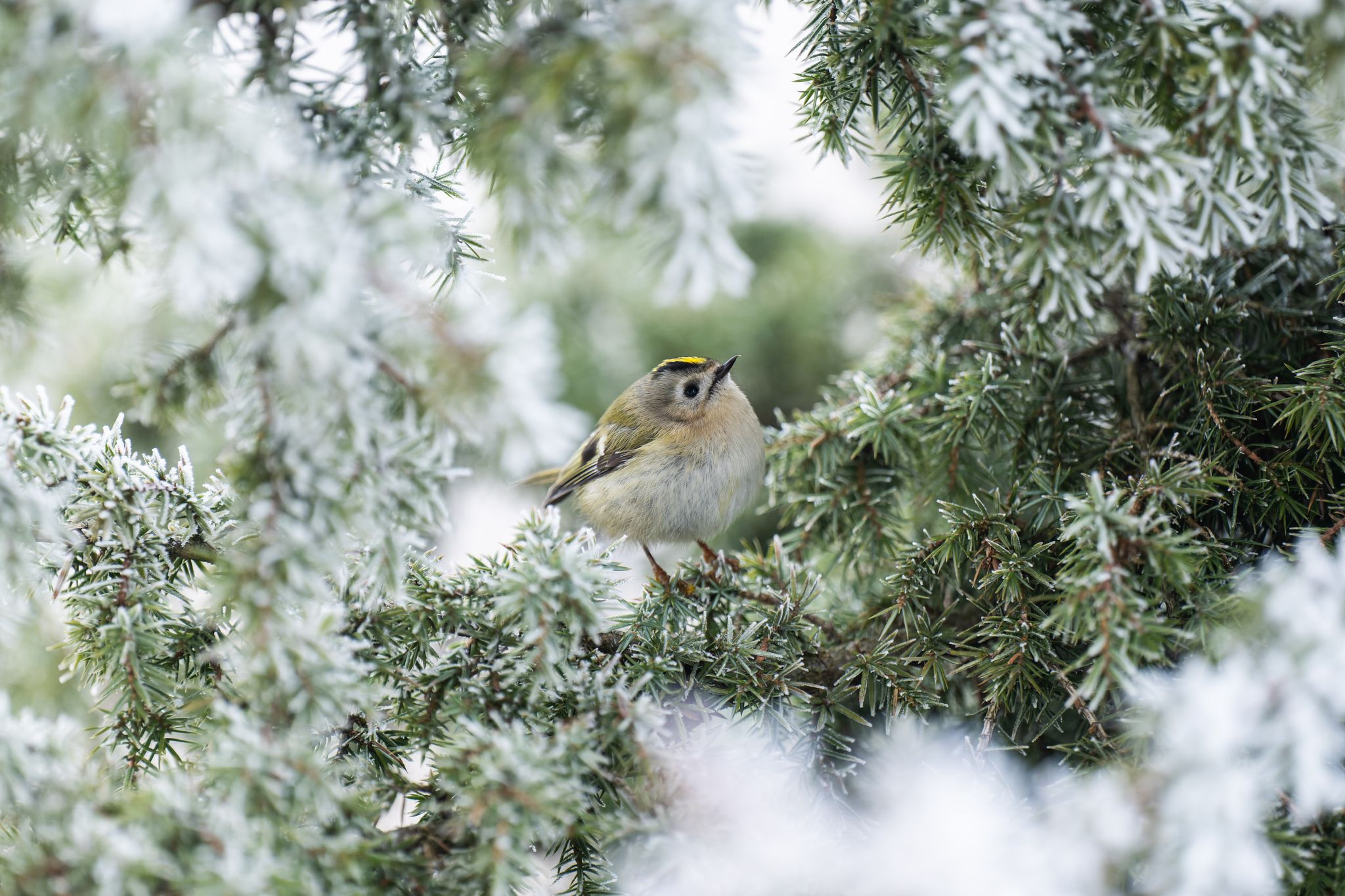 Frostige Weihnachtstage, aber kaum Aussicht auf Schnee