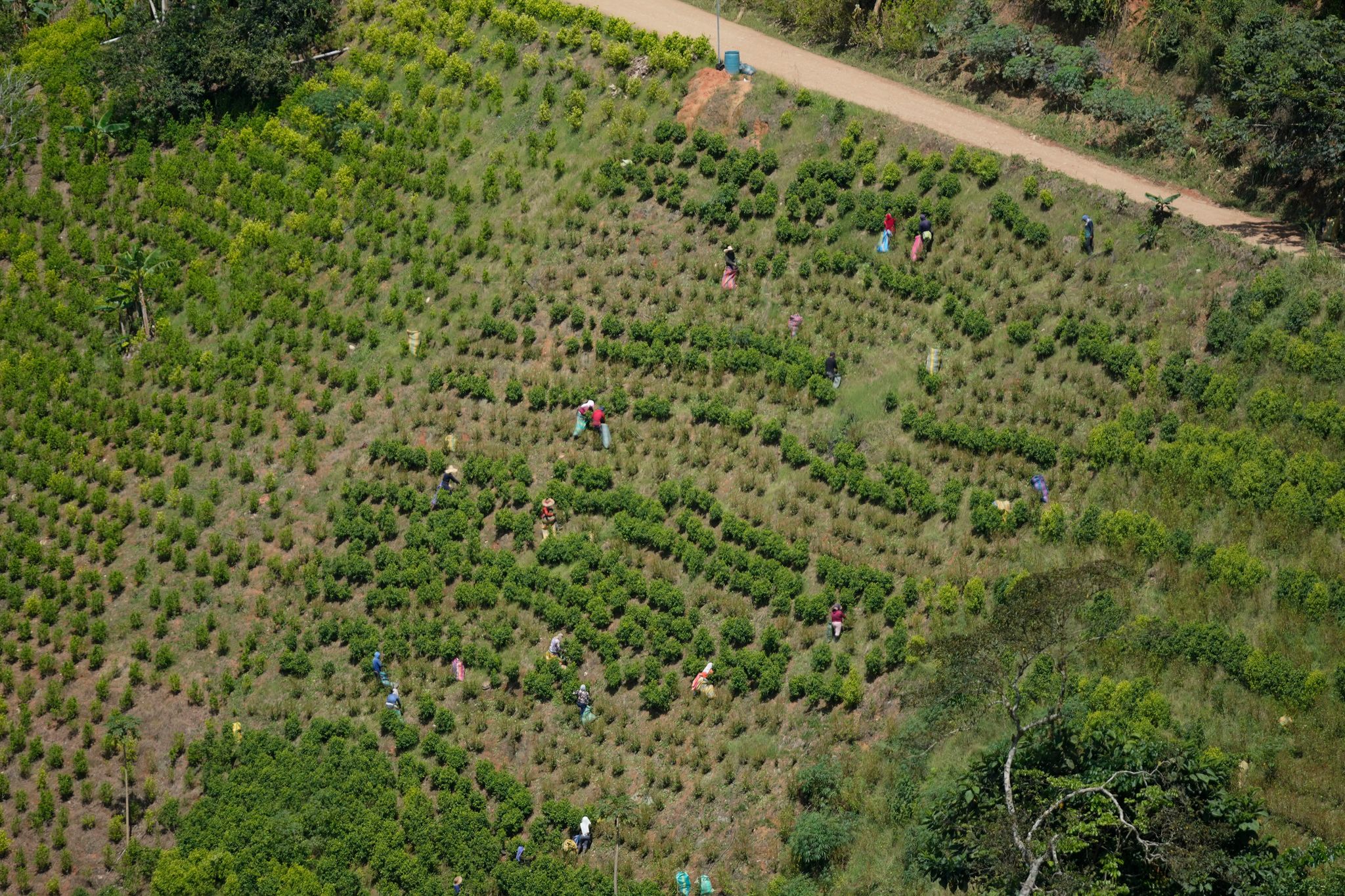 Kolumbien nimmt Koka-Vernichtung mit Glyphosat wieder auf
