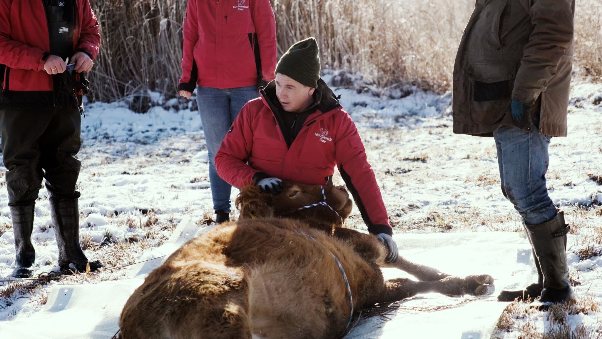 Entflohene Kuh nach Monaten mit Betäubungspfeil gefangen