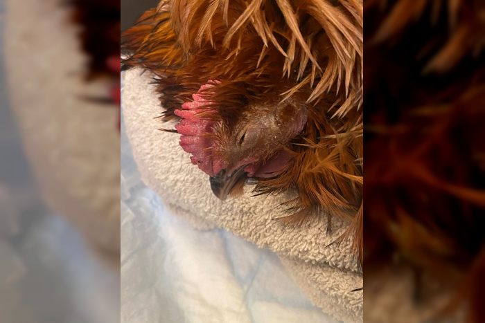 Gönnebek: Unbekannte legen tote Kaninchen im Schulwald ab