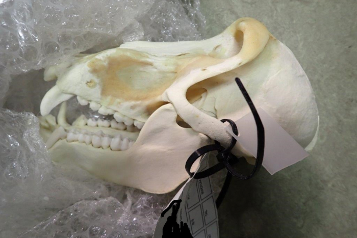 Frankfurt am Main: Zoll am Frankfurter Flughafen stellt zahlreiche Verstöße fest