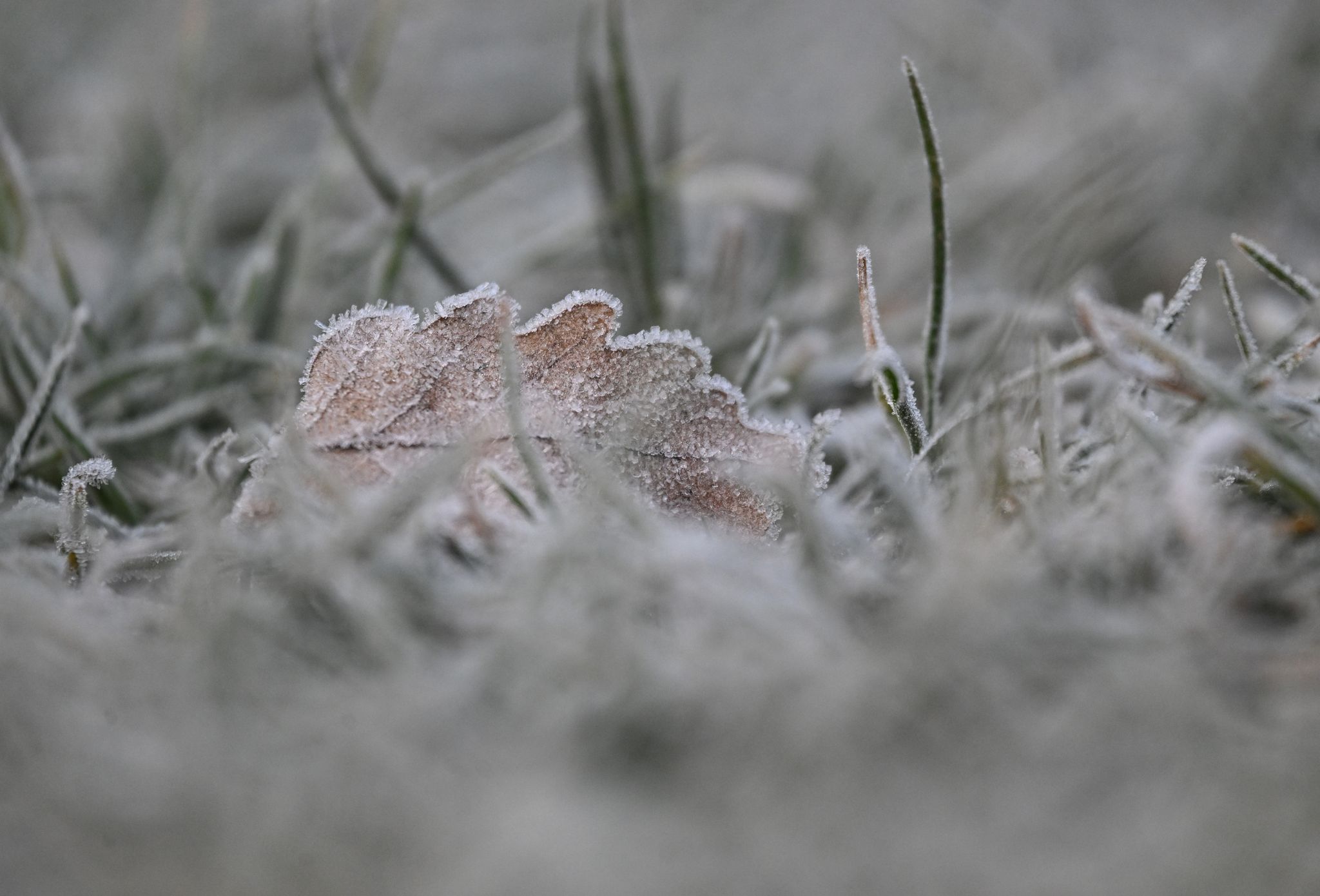 Weiße Weihnachten in Sicht: Kaltlufteinbruch mit Schneefällen erwartet