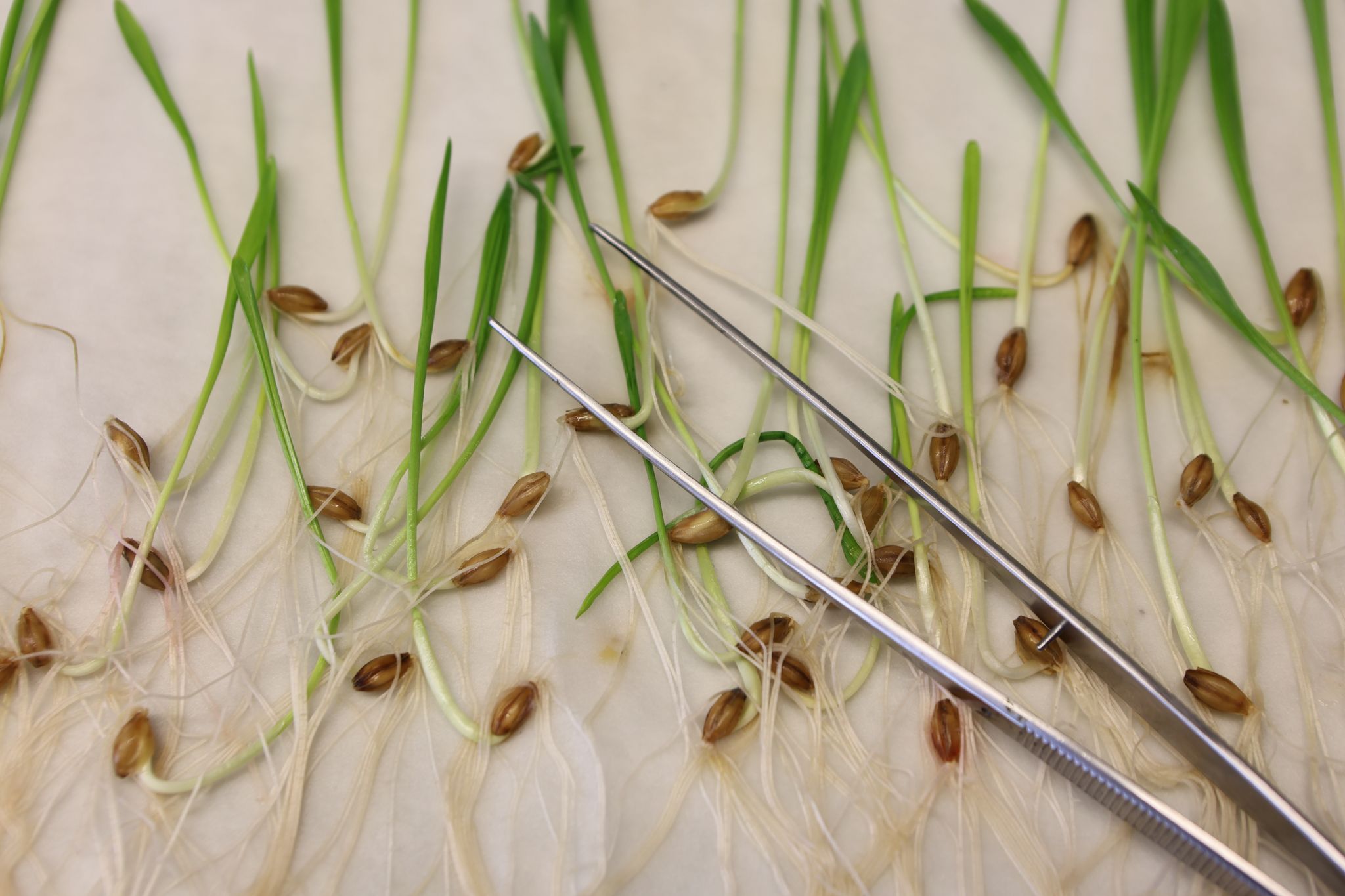 EU einigt sich auf Lockerung von Gentechnikregeln