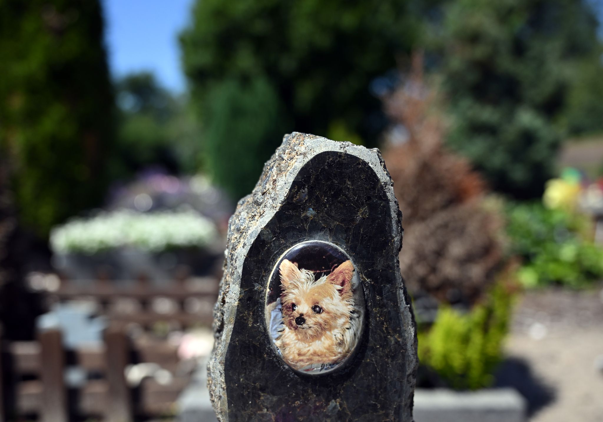 Viele trauern um Tiere ähnlich stark wie um Menschen