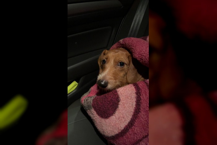 Dackel in Neumünster entdeckt