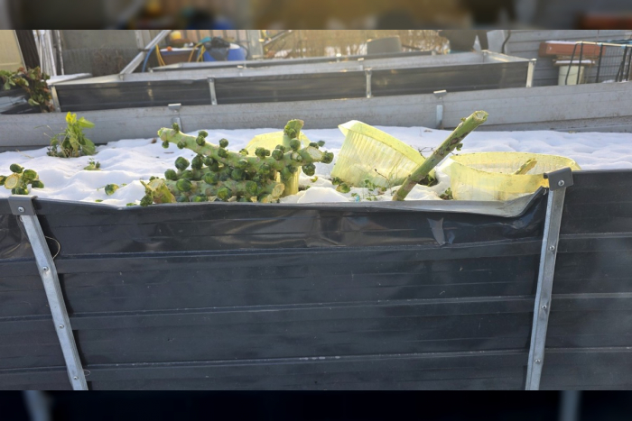 Sassnitz: Unbekannte stehlen Rosenkohl