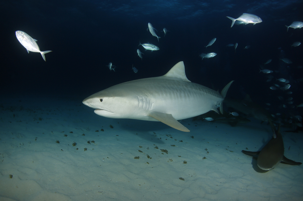 Tödlicher Haiangriff vor den Amerikanischen Jungferninseln – 56-jährige Frau stirbt im Meer