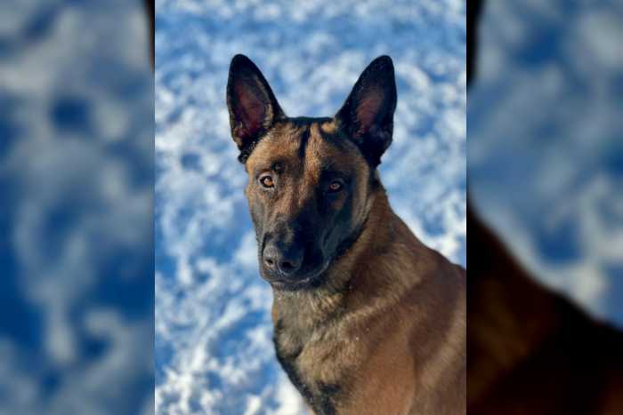 Oststeinbek: Polizeikontrolle Flucht – Diensthund Duke stellt Tatverdächtigen