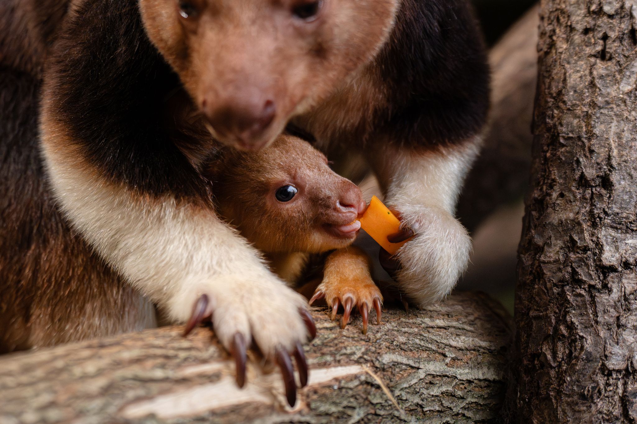 Seltenes Baumkänguru-Baby begeistert in englischem Zoo