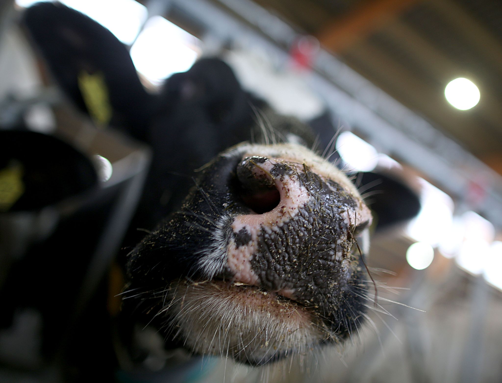 Erstmals Vogelgrippe bei Kuh außerhalb der USA nachgewiesen