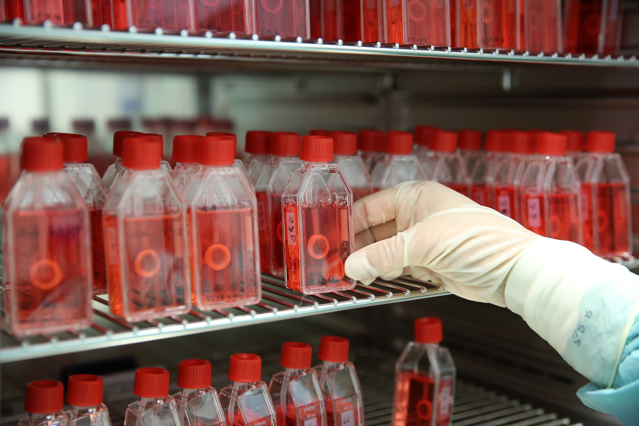 Neuer Rekord bei Gewebespenden in Deutschland