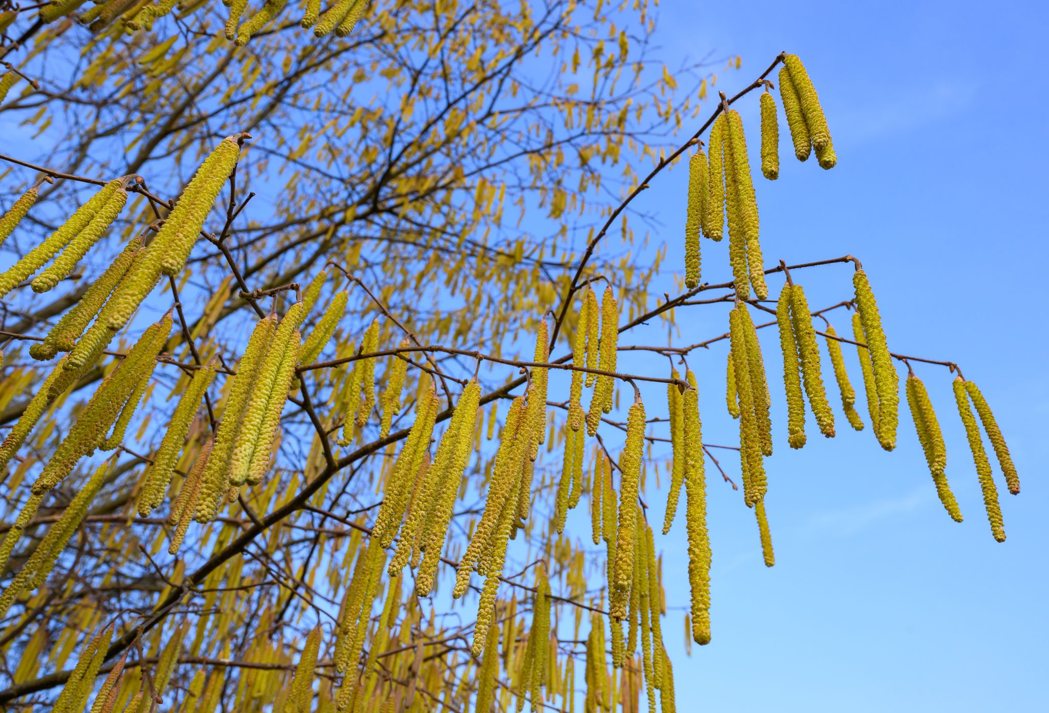 «Ungewöhnlich früh»: Pollenallergiker leiden schon