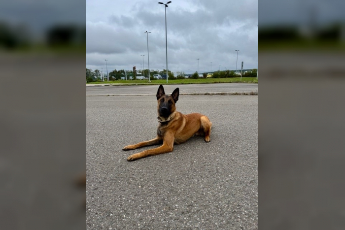 Saarbrücken: Zollhund Siska geht in Ruhestand, Jack bereit