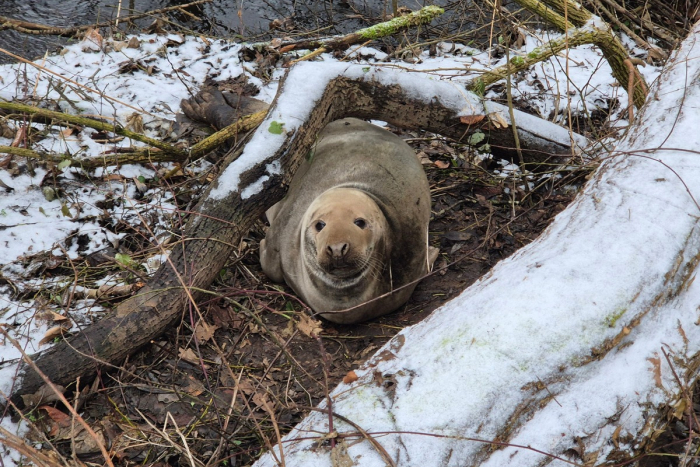 Grabau: Unerwarteter Gast an der Beste