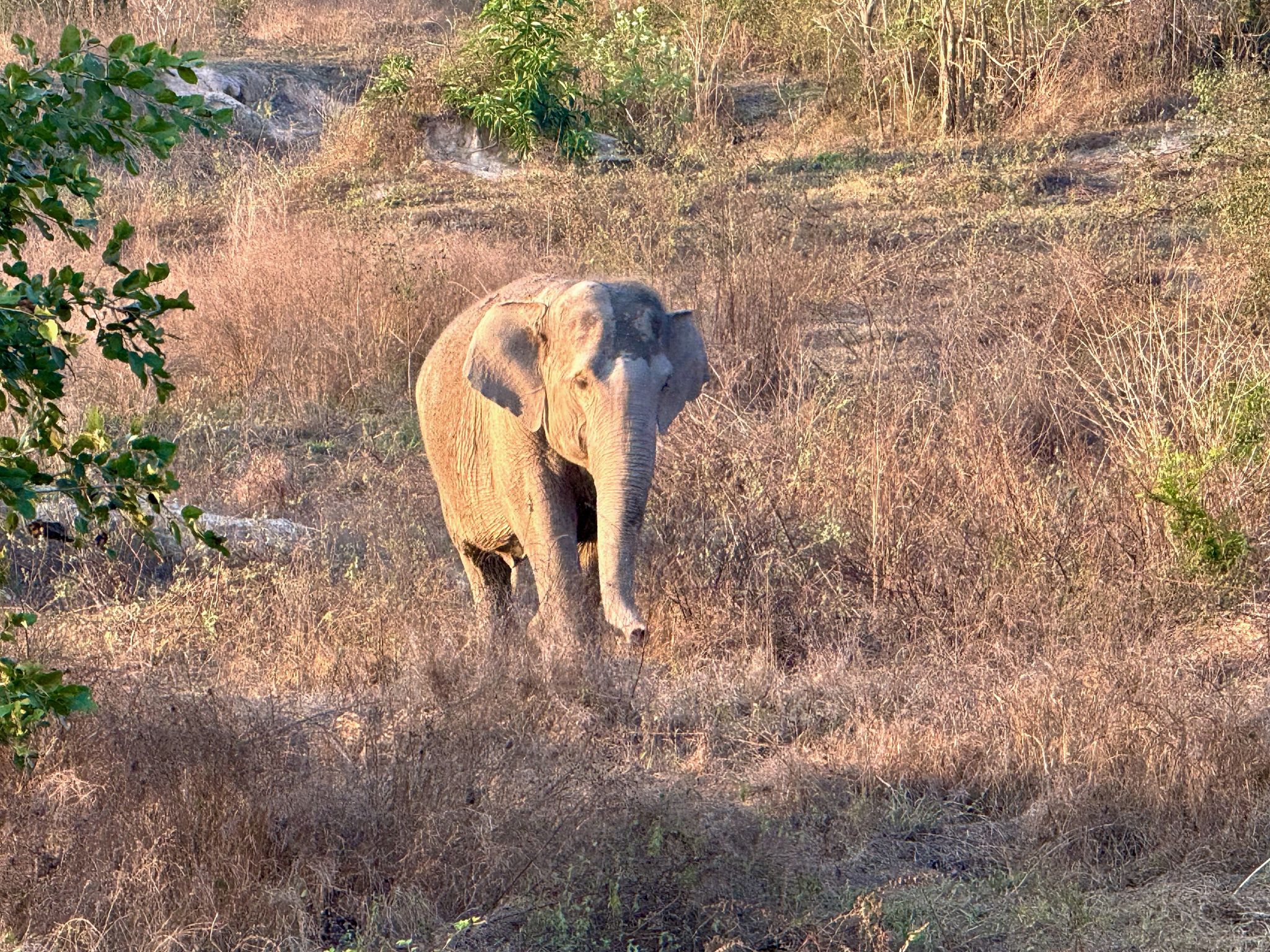 Wilder Elefant tötet Camper in thailändischem Nationalpark
