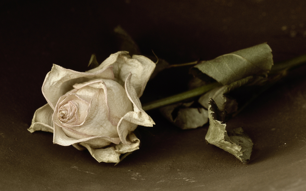 Manchester Orchestra trauert um Timothy Very – Schlagzeuger überraschend verstorben