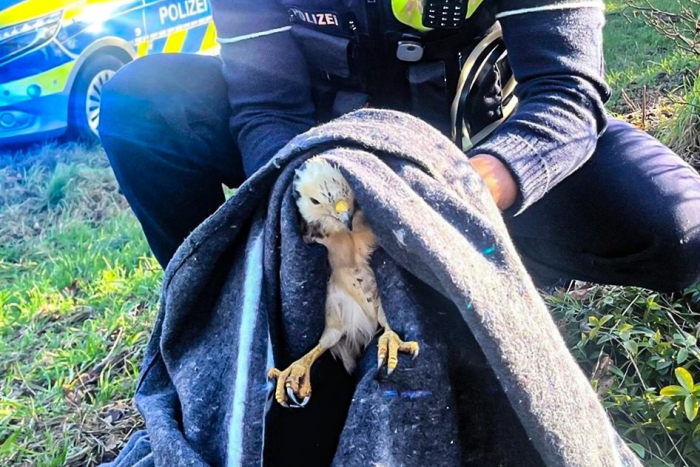 Hamminkeln: Mäusebussard nach Unfall eingefangen