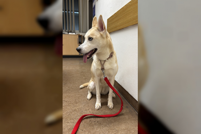 K 55 – Nähe Sponheim: Entlaufende Hündin in Bad Kreuznach gefunden