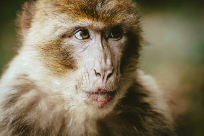 Rührende Zoo-Story: Kuscheltier rettet verstoßenes Affenbaby