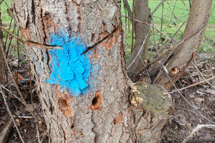 Gershausen: Angesägte Bäume an der Kreisstraße 32