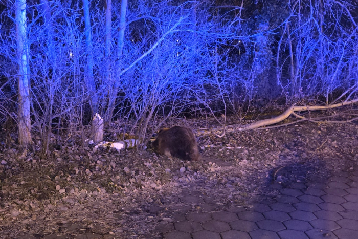Geesthacht: Biber verursacht Verkehrsunfall