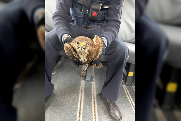 Rastatt – Bussard gerettet