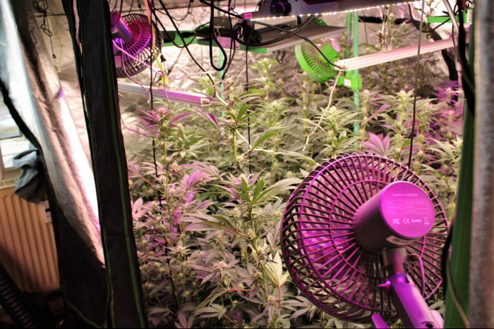 Barbaraviertel: Cannabis-Plantage in Neuss ausgehoben