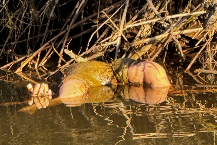 Grausiger Fund in Breuberg-Hainstadt
