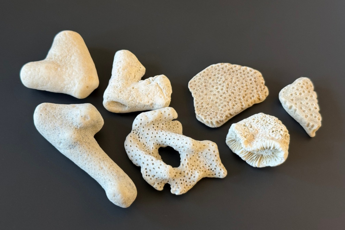 Bielefeld: Tag des Artenschutzes/Zoll kontrolliert geschützte Tier- und Pflanzenarten