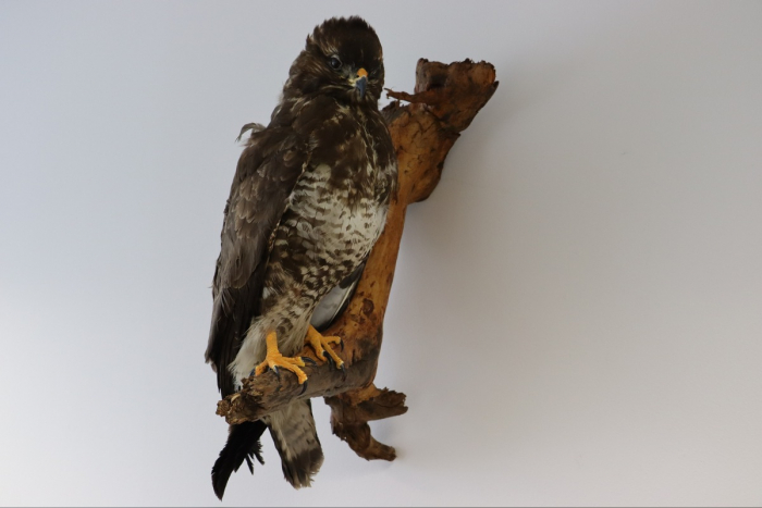 Kiel: Artenschutz ohne Grenzen – Zoll schützt bedrohte Arten