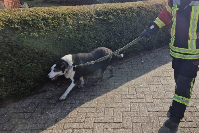 Moormerland: Tierische Rettung am Sauteler Kanal