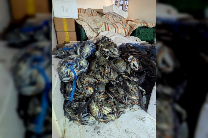 Rhein-Main-Gebiet: Über 700 Kilogramm Krebstiere ohne Nachweise – Zoll untersagt Weitertransport