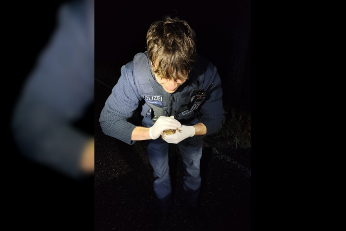 St. Martin: Verkehrswarnung wegen Krötenwanderung