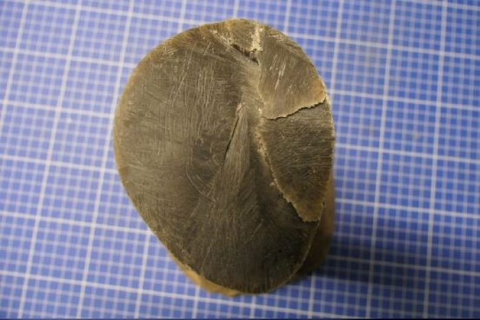 Schmuggel von Elfenbein und Nashornhorn am Flughafen Leipzig/Halle