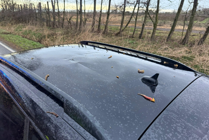 Estorf: Sturz eines Baums auf K39 in Jork-Hinterbrack