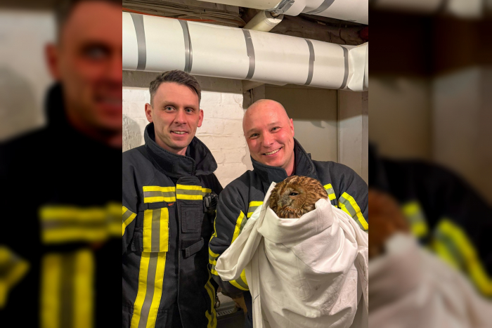 Bochum: Gefiederter Gast im Heizungskeller