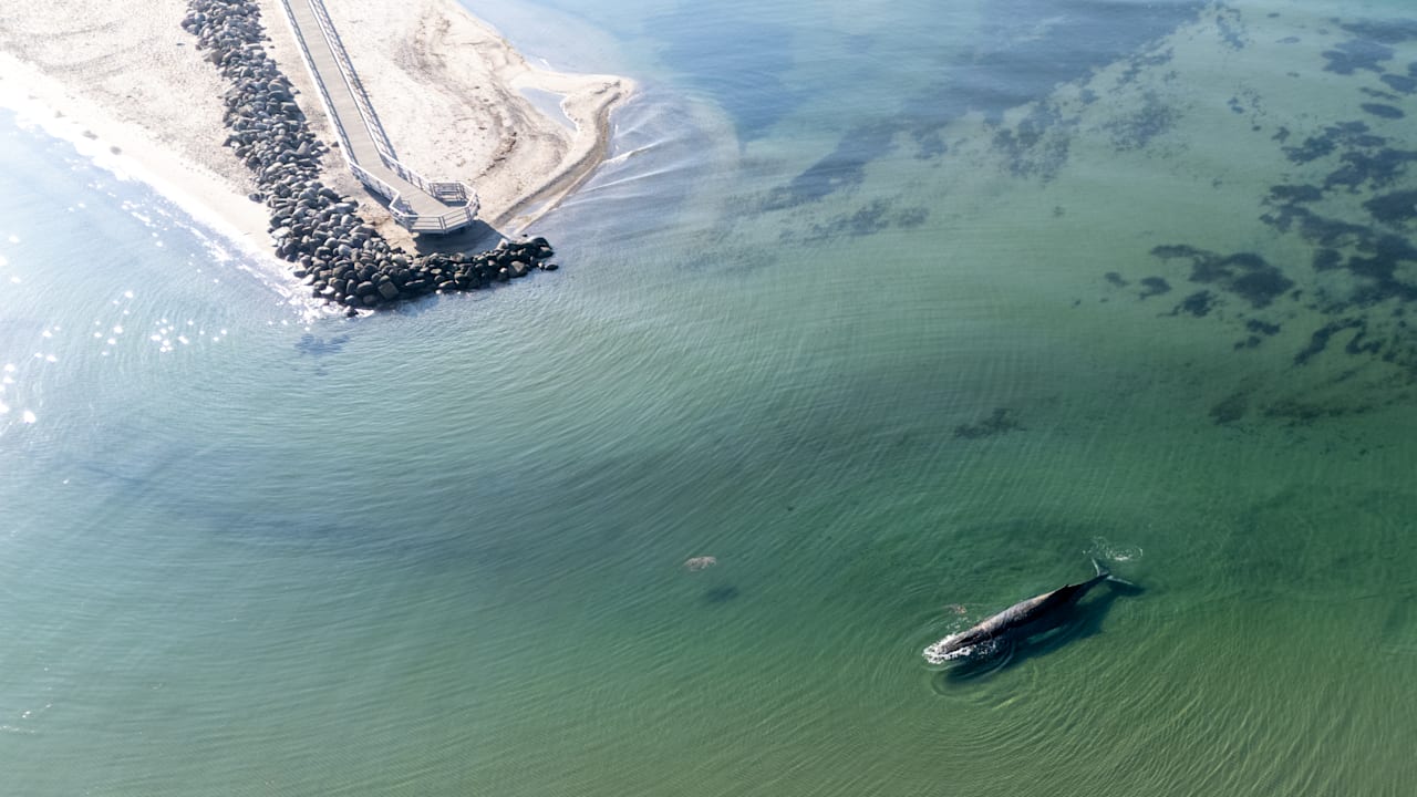 Rettungsversuche für verletzten Wal an der Ostsee: Dramatische Lage vor Timmendorf