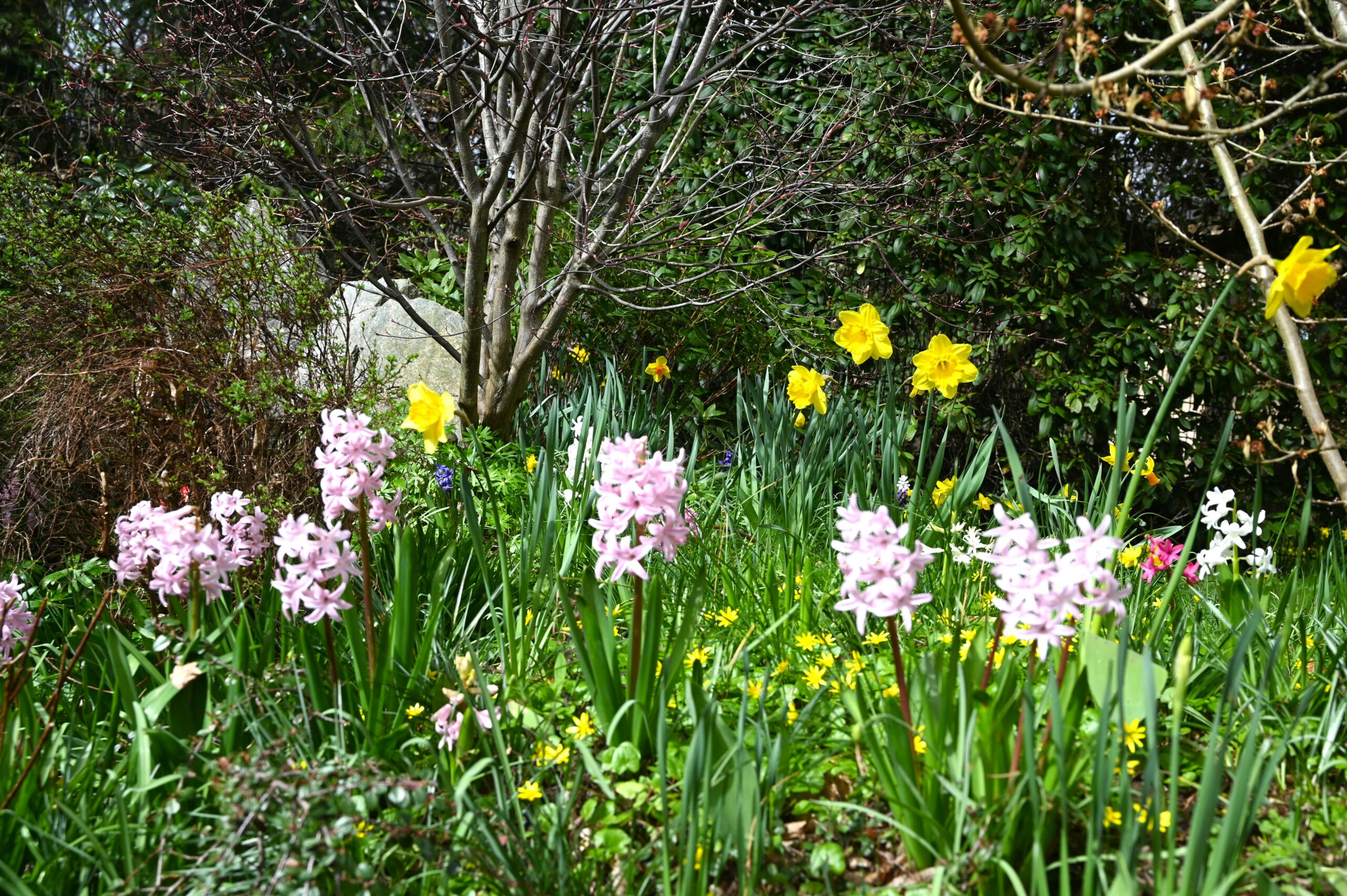 Hundertjähriger Kalender im März 2026: Droht nun eine Frühlingsflaute? Das sagt der 100-jährige Kalender