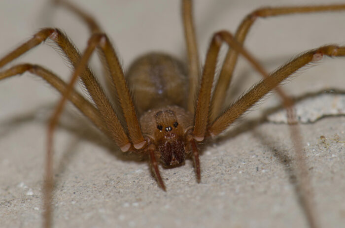 Hochgiftige Chilenische Einsiedlerspinne jetzt in Deutschland