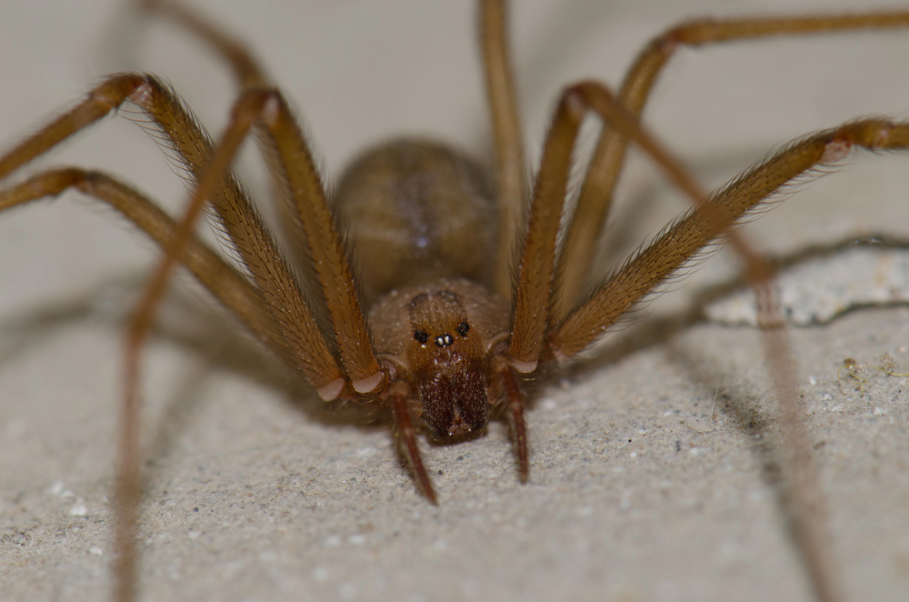 Hochgiftige Chilenische Einsiedlerspinne jetzt in Deutschland