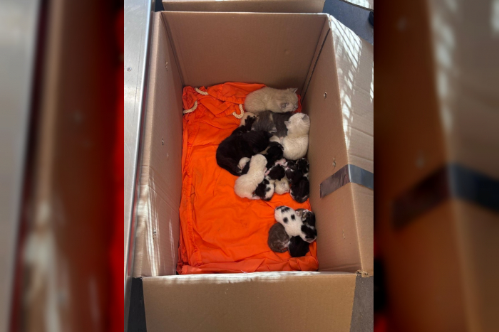 23 Katzen, zwei Kartons und viele Fragen