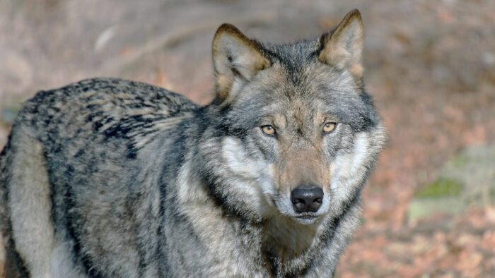 Eltern schauen nur aufs Handy: Kleinkind in Zoo von Wolf verletzt