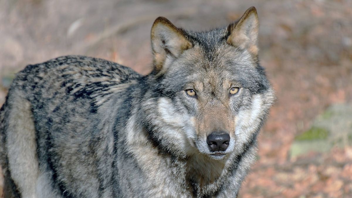 Warum ein Kleinkind im Zoo verletzt wurde: Eltern abgelenkt durch Handynutzung.