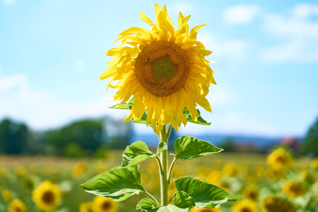 Wettervorhersage für Deutschland am 21. April 2026
