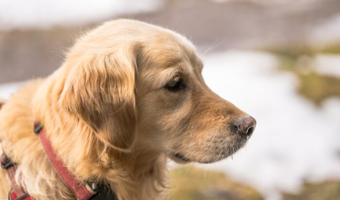 Rasseprofil Golden Retriever