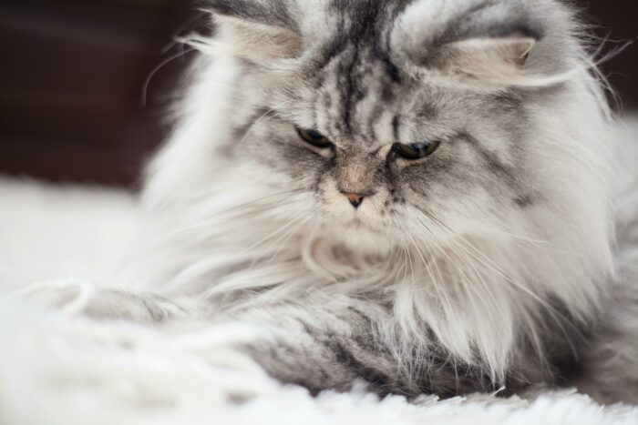 Perserkatze: Alles, was Katzenliebhaber wissen müssen