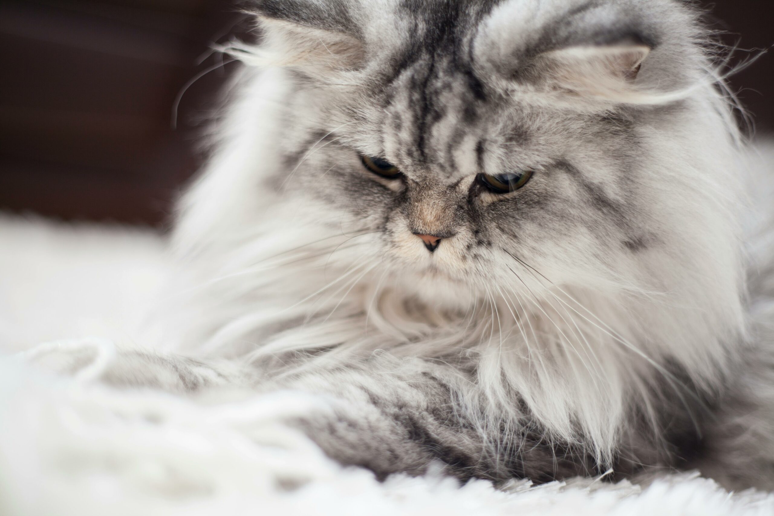 Perserkatze: Alles, was Katzenliebhaber wissen müssen