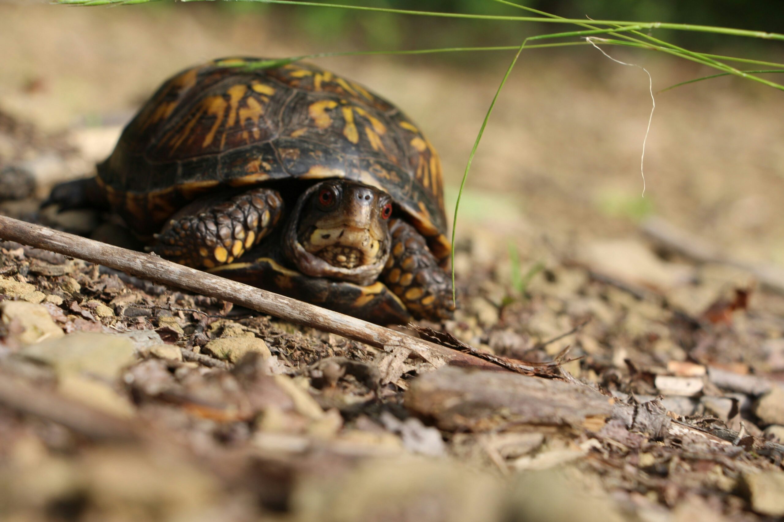Kölner Gewässer unter Druck: Rotwangenschmuckschildkröte breitet sich aus
